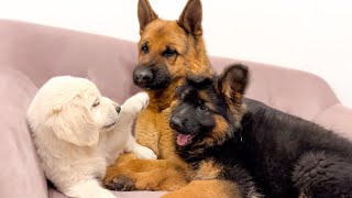 German Shepherd Reaction to Puppies Playing [upl. by Lucrece]