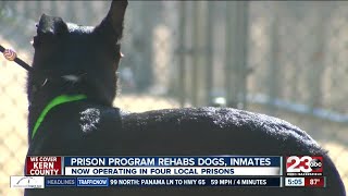 Pawsitive Change program rehabs dogs inmates [upl. by Atinuj858]