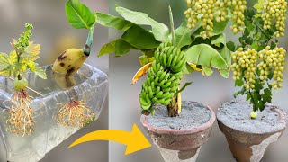 How To Grow Banana Tree From Banana Fruit and How To Grow Grape Trees From Grape Fruit [upl. by Murdock]