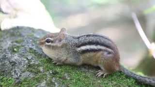 EASTERN CHIPMUNK calling  Ontario [upl. by Attener]