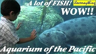 A lot of FISH in the big Aquarium Aquarium of the Pacific [upl. by Colly]