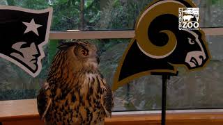 Superb Owl Predicts Winner  Cincinnati Zoo [upl. by Cath]