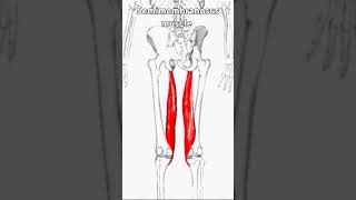 Semimembranosus Originischial tuberosity Insertmedial tibial condyle 2024 [upl. by Bunder]