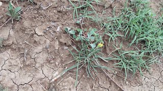 Yemlik Otu yenilebilir yabani otlar bitkiler Edible plants Tragopogon spp IğdırTürkiye [upl. by Angi195]