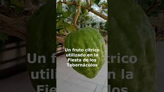 ¿Conoces esta fruta Etrog Fruta [upl. by Atiruam]