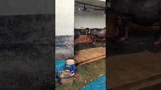 Tabelaa pasupalan tabelo fomo 1cr cuteanimal farming [upl. by Ithnan]