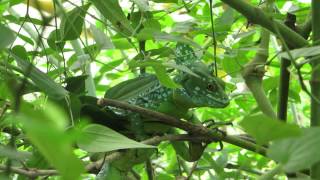 Burgers Zoo Helmbasilisk [upl. by Tnomal134]