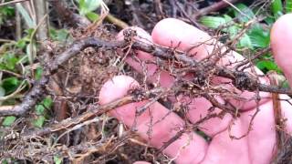 Why Permaculture People Love Autumn Olive  elaeagnus umbellata [upl. by Dimphia]