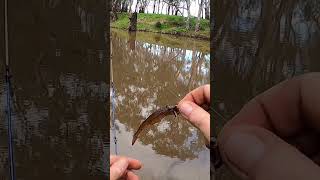 Unexpected catch in the Campaspe River [upl. by Otilrac]