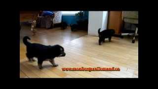 Les chiots berger allemand a Harley et Lady 12 Janvier 2013 [upl. by Eimak]