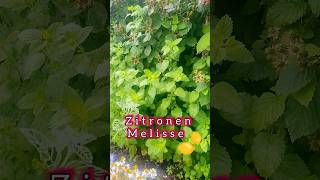 So viel Zitronenmelisse 🫙🍋 im Garten 🪴 shorts garden homemade [upl. by Akeryt]