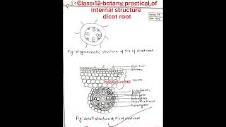 Internal structure of dicot root class 12 botany practicalbiology class11notes ytshorts shorts [upl. by Eiclehc]