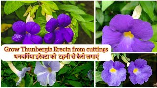 How to grow Thunbergia Erecta from cuttings garden terracegarden plants cutting thunbergia [upl. by Claude]