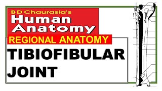 Chp12  TibioFibular Joints  Lower Limb Joints  Dr Asif Lectures [upl. by Anoyi]