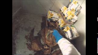 Cleaning up a maggot infested freezer Virginia Beach Virginia [upl. by Izzy810]