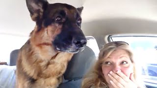 German Shepherd dog suddenly realizes he is at the vet🤣 Funny Dogs Reaction [upl. by Akirdna954]