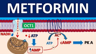 Metformin  Mechanism precautions side effects amp uses [upl. by Lewak]