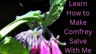 Learn How to Make Comfrey Salve With Me [upl. by Sopher488]