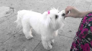 Maltese dog doing tricks  BEBA maltezer [upl. by Elburt472]