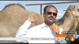 Iran Camel farming report Zahedan county گزارشي از پرورش شتر شهرستان زاهدان ايران [upl. by Aimekahs772]