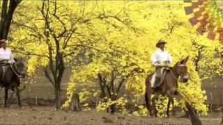 PROMO Florecimiento Guayacanes Zapotillo Ecuador 4 3T [upl. by Hjerpe380]