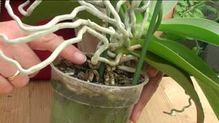 How to Grow Orchids [upl. by Inad]