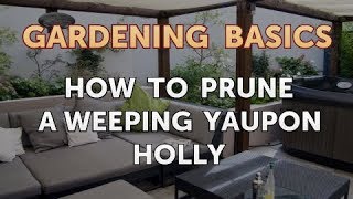 How to Prune a Weeping Yaupon Holly [upl. by Einnod971]