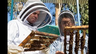 Exportación de abejas reinas chilenas Un mercado que crece y se desarrolla [upl. by Leamhsi424]