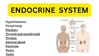 Endocrine system anatomy amp physiology in hindi  glands  functions  locations  structure [upl. by Clute516]