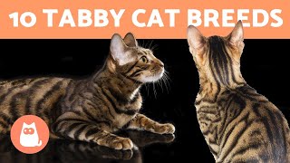 10 TABBY CAT BREEDS 🐯 Cats with Striped Coats [upl. by Airres]