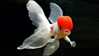 10 Most Beautiful Goldfish Species in the World [upl. by Rosina]