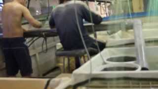 Ornamental Fish farm in Israel Coy production amp breeding [upl. by Gemoets41]