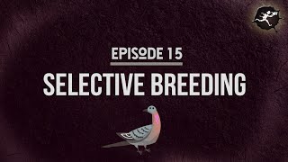 Selective Breeding UntamedScience 15 [upl. by Haropizt]