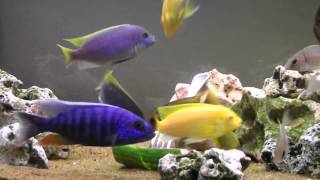 African Cichlids Enjoying Cucumber [upl. by Larred]