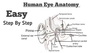 How to draw Ear Diagram Easily  Easy Ear Diagram Drawing With Label  Easy step by step drawing [upl. by Diogenes]