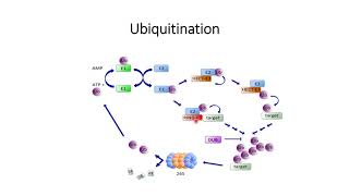 Ubiquitination E1 E2 and E3 enzyme Code 166 [upl. by Larok]