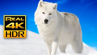 Majestic Winter Wildlife in 4K HDR 🐺❄️Arctic Wolves Foxes and More  Relax Music 4K TV Screensaver [upl. by Milewski]