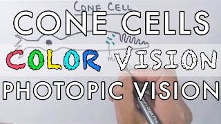 Cone Cells and the Color Vision [upl. by Granthem]