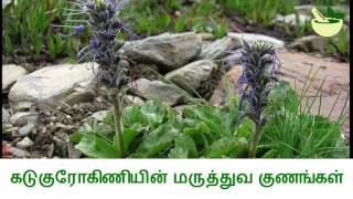 கடுகுரோகிணியின் மருத்துவ பயன்கள் Medicinal Uses of Picrorhiza Kurroa [upl. by Larok]