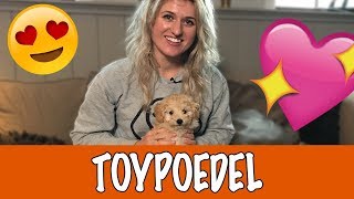 IK WIL EEN TOYPOEDEL  DierenpraatTV [upl. by Gilson]