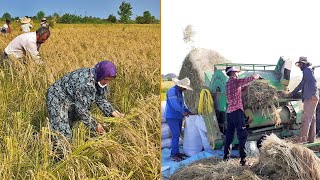 Traditional Way Of Harvesting Rice  Traditional Paddy Threshing Method [upl. by Lrak173]