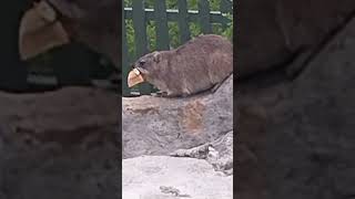 A CUTE DASSIE ROCK HYRAX HERMANUS SOUTH AFRICA whalewatching caverestaurant [upl. by Neelyak510]