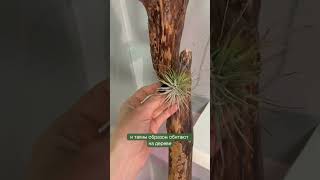 tillandsia тилландсия комнатныерастения растения urbanjungle plants [upl. by Mahtal]