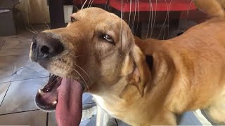 Funny DOGS and CATS videos 2024 🤣🐶 Best Funniest Animal Videos [upl. by Tal]