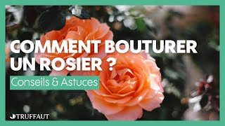 Comment bouturer un rosier   Truffaut [upl. by Aloin324]