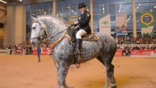 PAY PER VIEW montado Gran Campeon Percheron Agroexpo 2015 [upl. by Hsuk874]