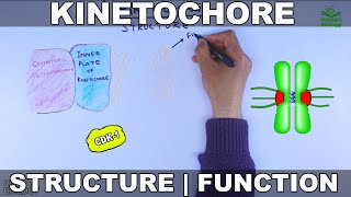 Kinetochore  Structure and Function [upl. by Aisetal]