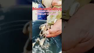 Golden arowana release baby 🐥 🐟 baby arowana aquariumhobby molly guppy betta shorts ytshort [upl. by Tisha]