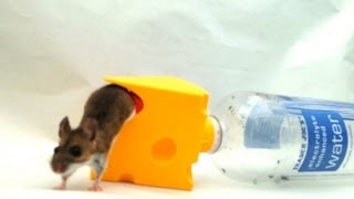 Mouse Trap Made From Plastic Bottle In Action [upl. by Pontus]