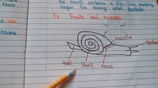 Mollusca and Echinodermata  Class 9th CBSE BoardNotes [upl. by Benita676]